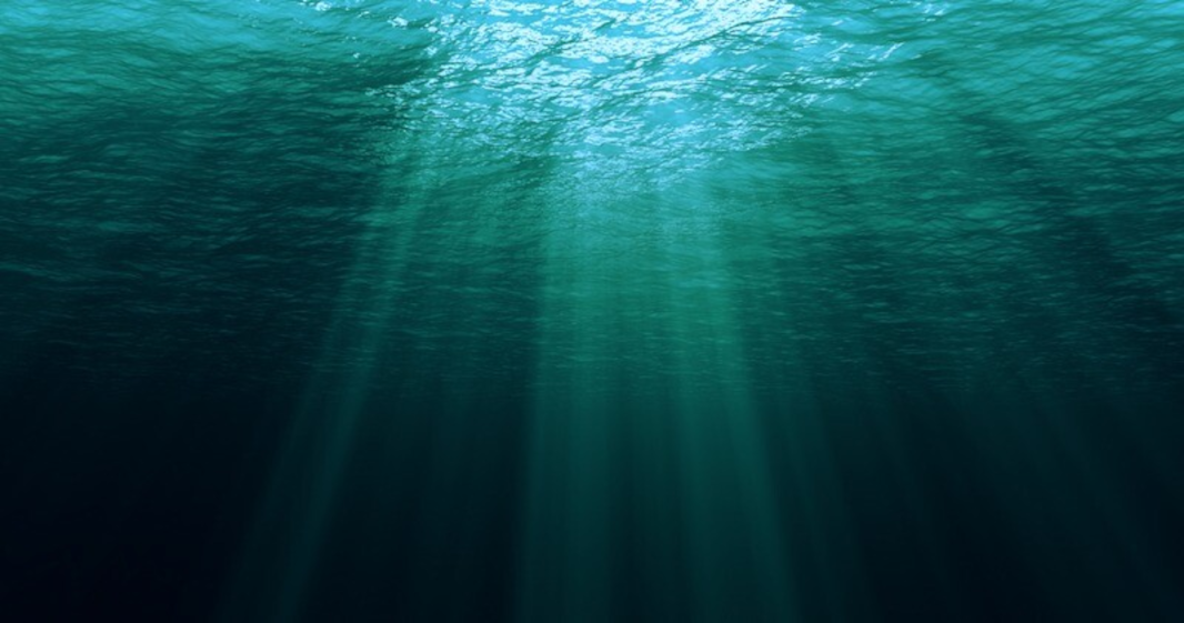 plankton sea